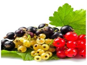En Çok Satılan Frenk Üzümü Fidanı Çeşidi Hangisidir?