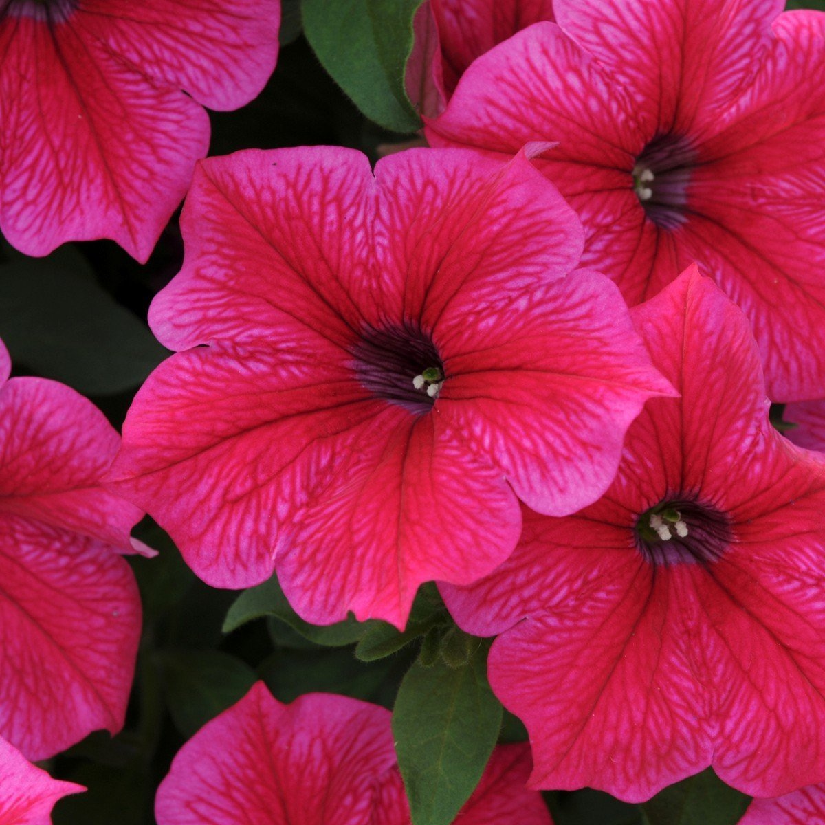 Hot Pink Plus Petunya Çiçeği Fidesi (3 Adet)