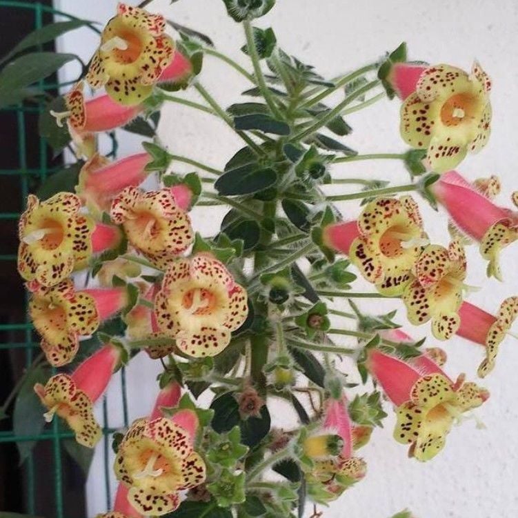 Belinda Kohleria Japon Küpelisi Çiçeği Fidesi (Mini Saksıda)