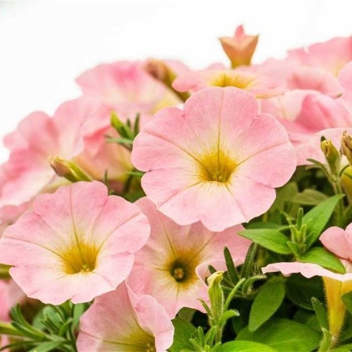Sweet Baby Pink Petunya Çiçeği Fidesi (3 Adet)