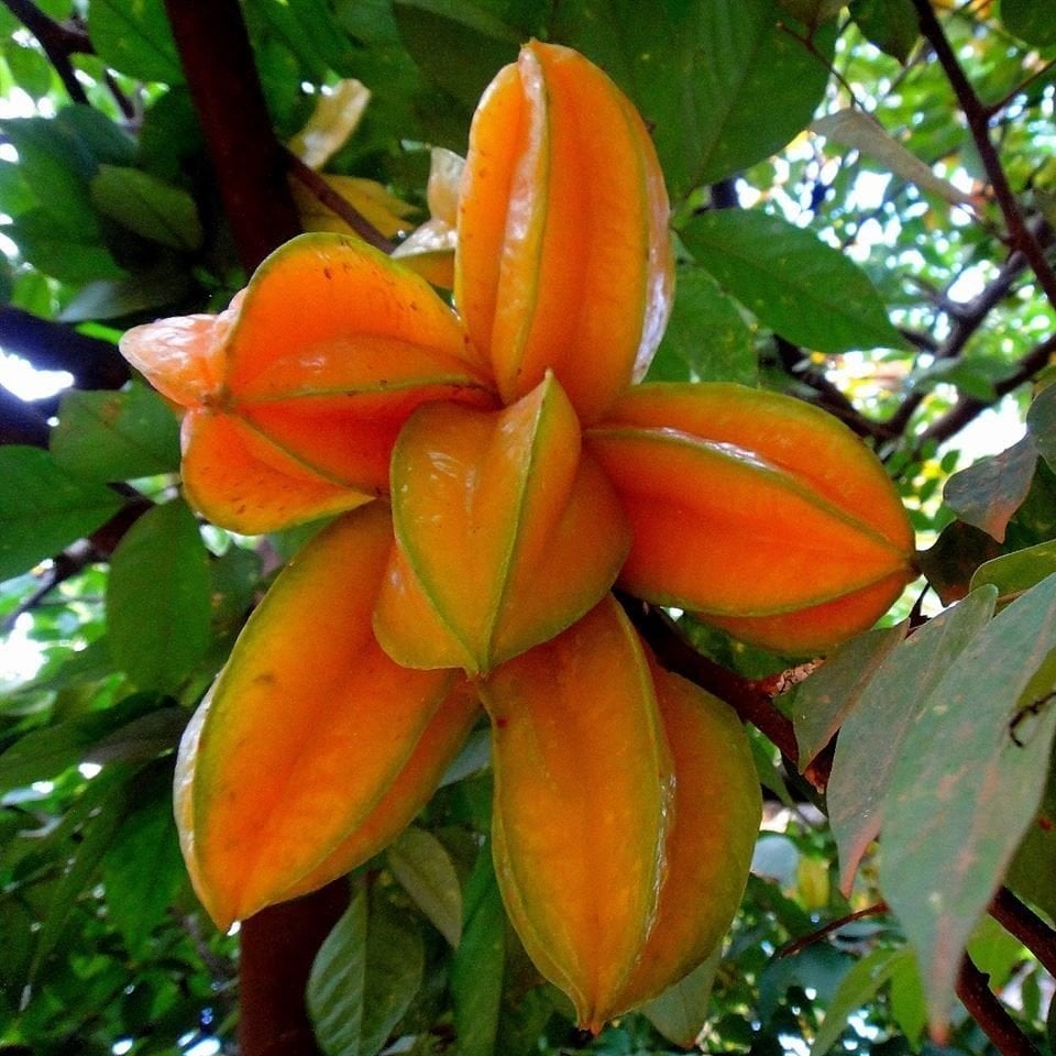 Nadir Bulunan Yıldız Meyvesi Karambola (averrhoa carambola) Fidanı