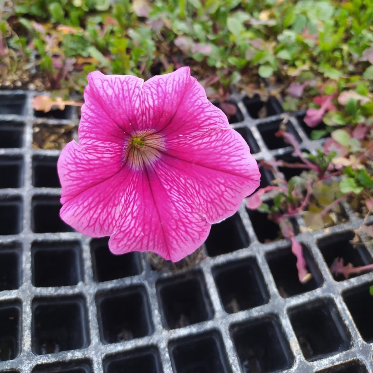 Sweet Purple Gem Petunya Çiçeği Fidesi (3 Adet)