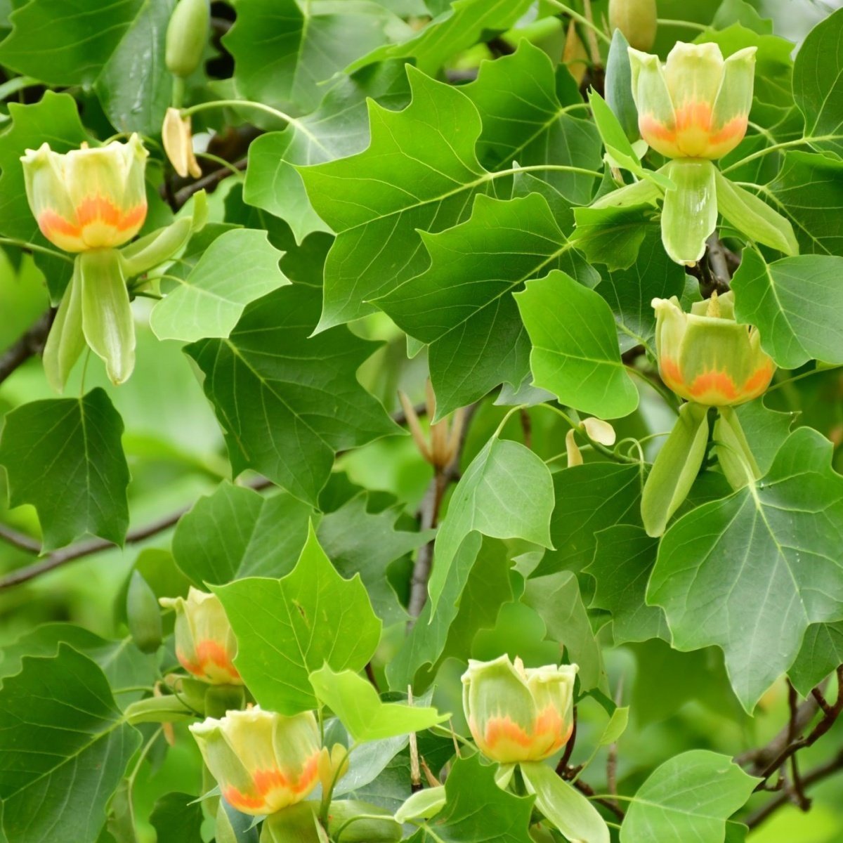 Tüplü Özel Üretim Lale Ağacı Fidanı (Liriodendron Tulipifera)