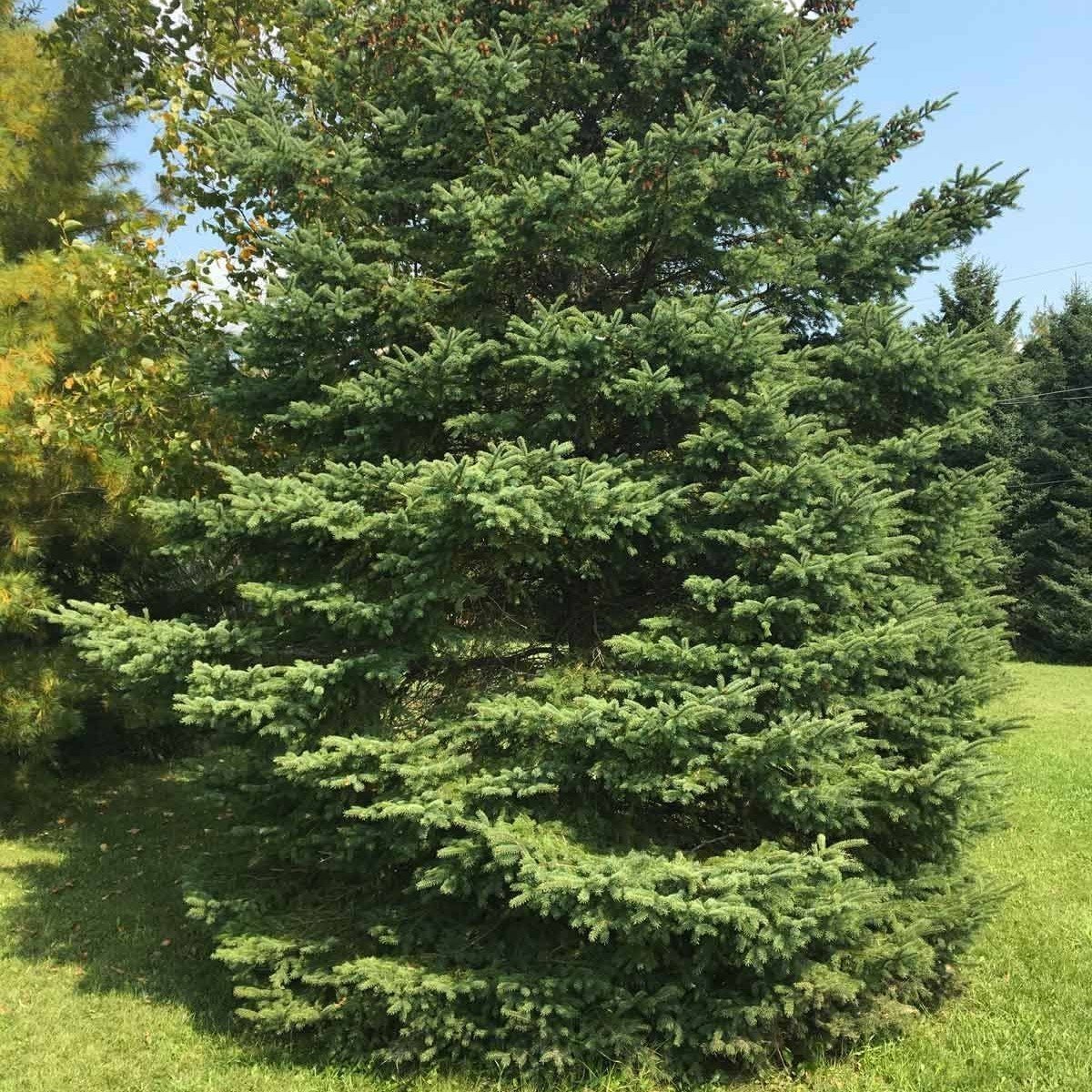 White Spruce Beyaz Ladin Tohumu (10 Adet)