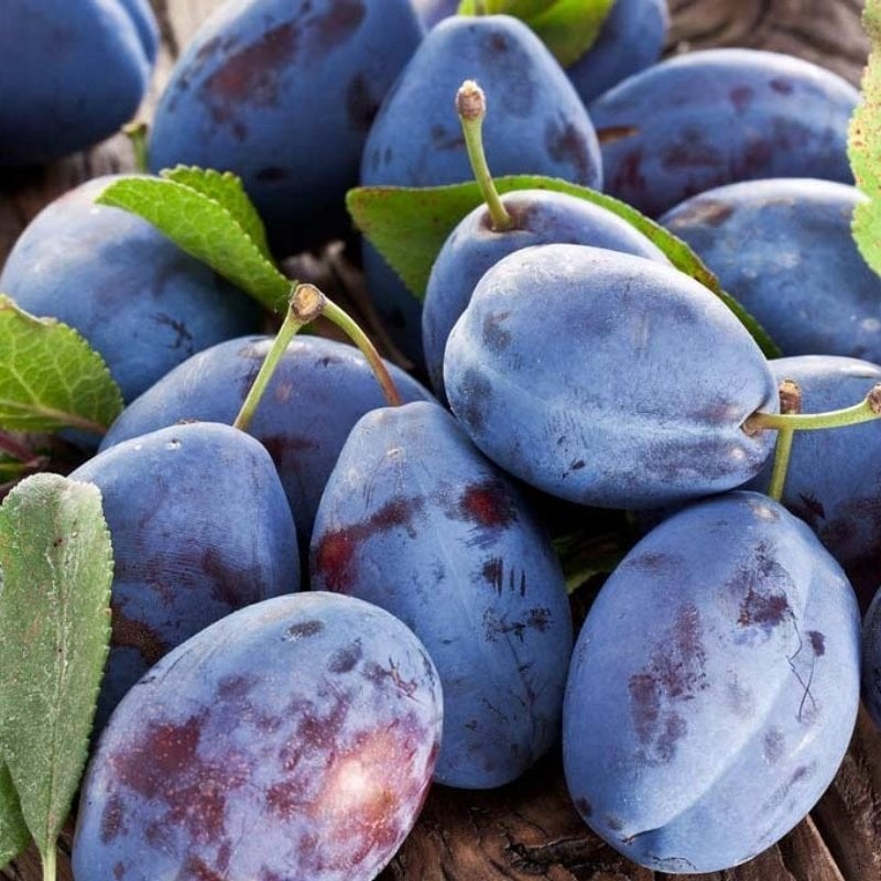 Tüplü Aşılı Yarıbodur Aromatik Verimli Mürdüm Eriği Fidanı