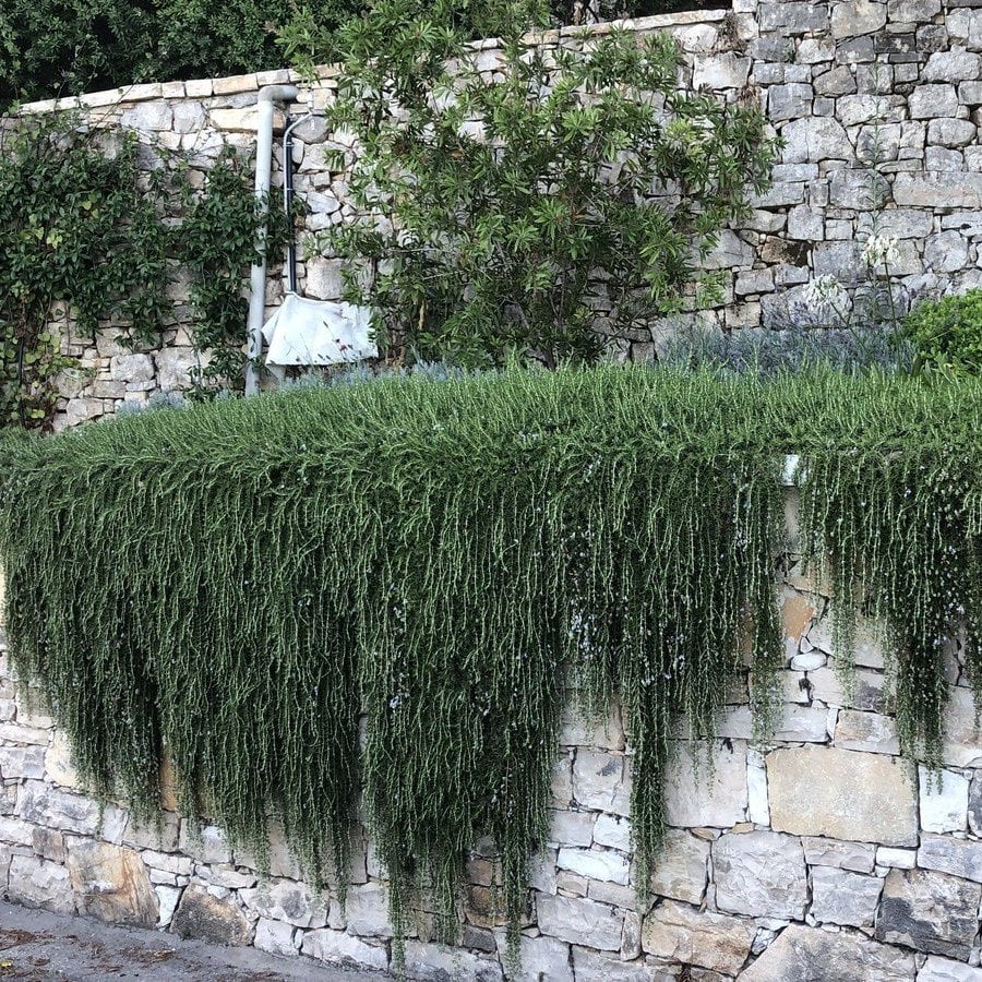 Hoş Kokulu Riveria Yayılıcı Biberiye Fidesi (2 adet)