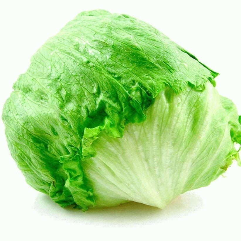 Geniş Yapraklı Iceberg Marul Fidesi (5 Adet)