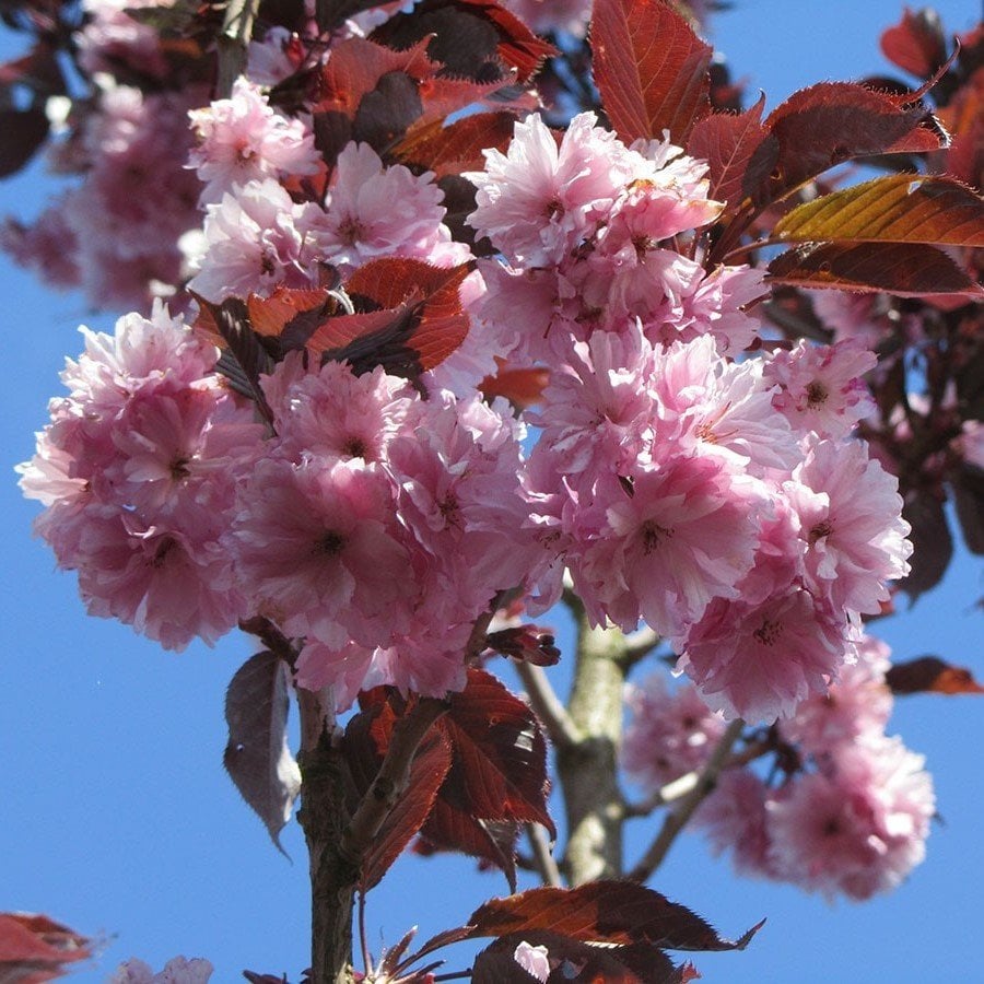 Tüplü Katmerli Prunus R.Burgundy Süs Kirazı Fidanı