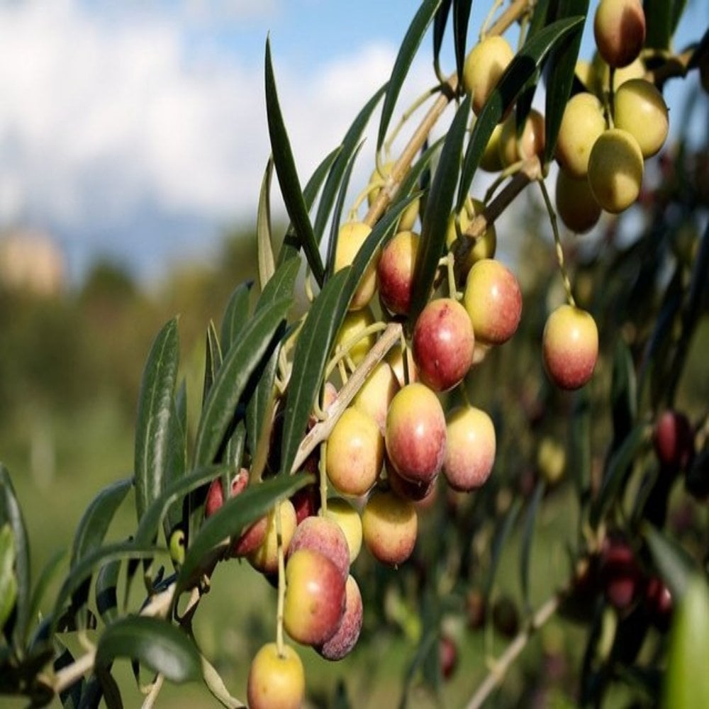 Tüplü Bodur Yağlık Meyve Verme Durumunda Arbequina Zeytin Fidanı