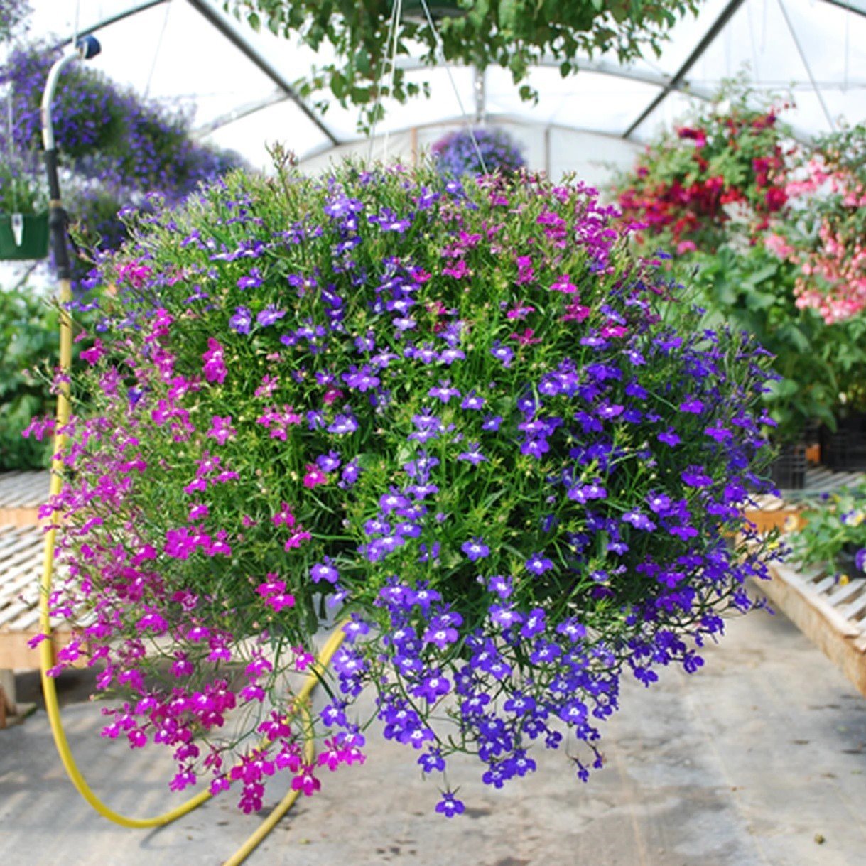 Yer Örtücü Karışık Lobelya Çiçeği Fidesi Mixed Lobelia (4 adet)