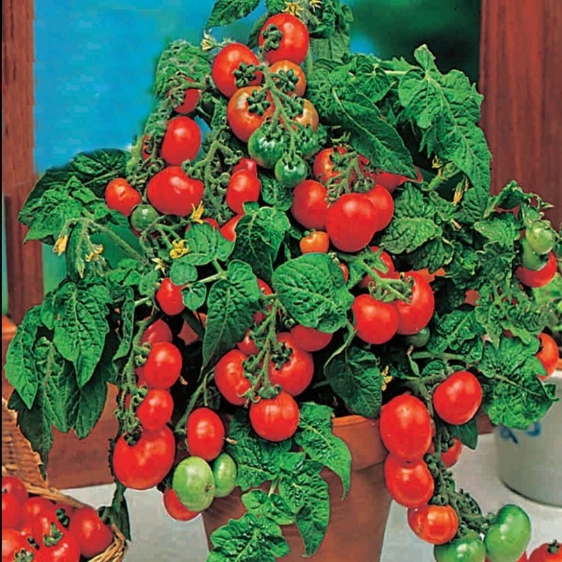 Saksılık Bonsai Çeri Domates Fidesi (10 adet)