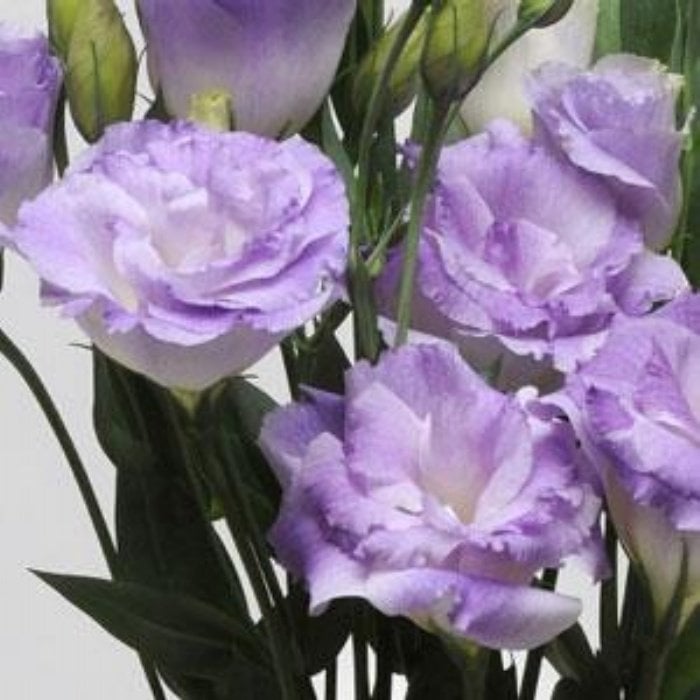 Katmerli Blue (Mavi) Lisianthus Çiçeği Tohumu (5 tohum)