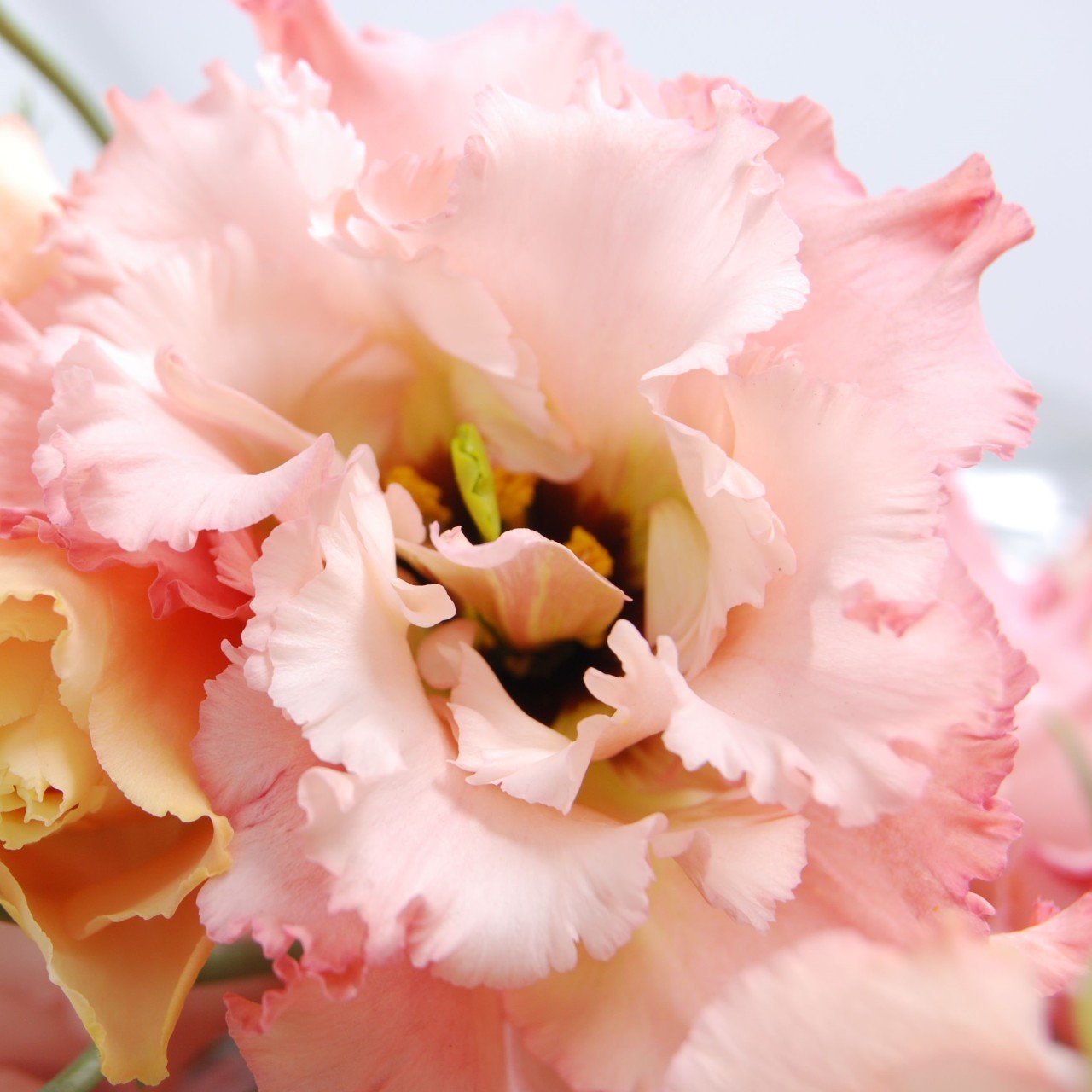 Apricot (Kayısı Renk) Katmerli Lisianthus Çiçeği Fidesi (5 Adet)