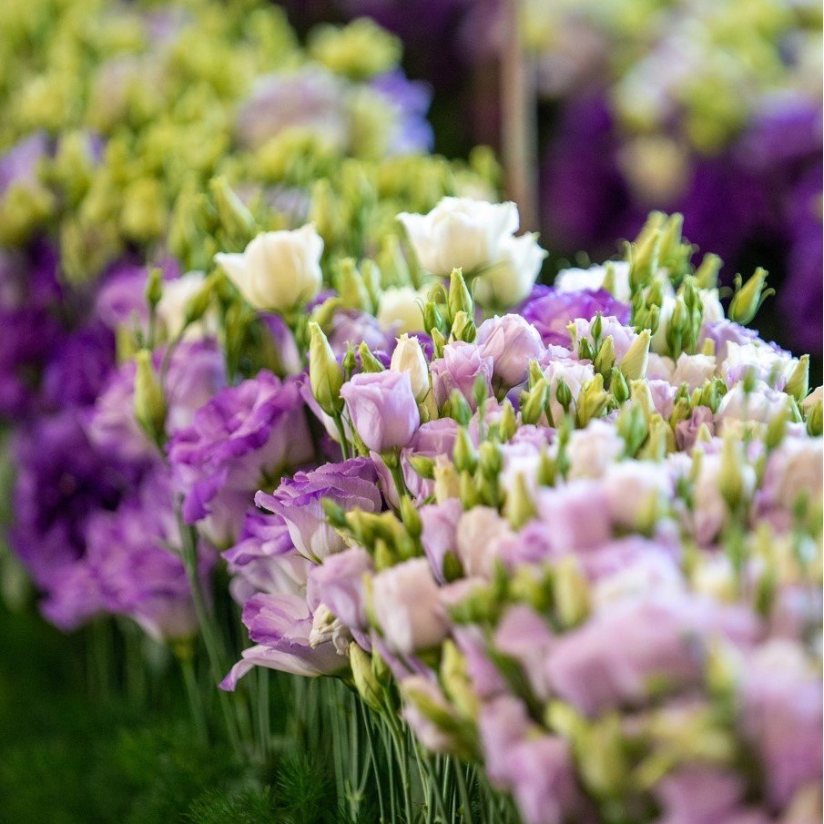 Mixed Karışık Renk Katmerli Lisianthus Çiçeği Fidesi (10 Adet)