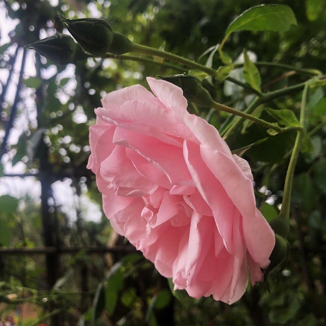 Tüplü Pink Princess Açık Pembe Yediveren Kokulu Gül Fidanı