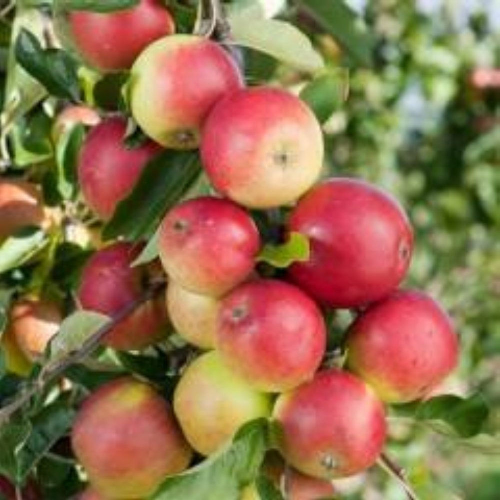 Tüplü Aşılı Tam Bodur Aromalı Amasya Misket Elma Fidanı
