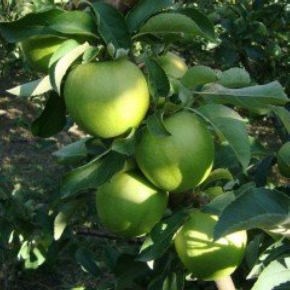 Tüplü Aşılı Tam Bodur Yeşil Granny Smith Elma Fidanı
