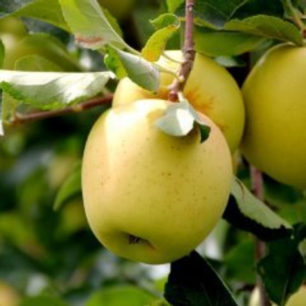 Tüplü Aşılı Tam Bodur Tatlı Sulu Golden Elma Fidanı