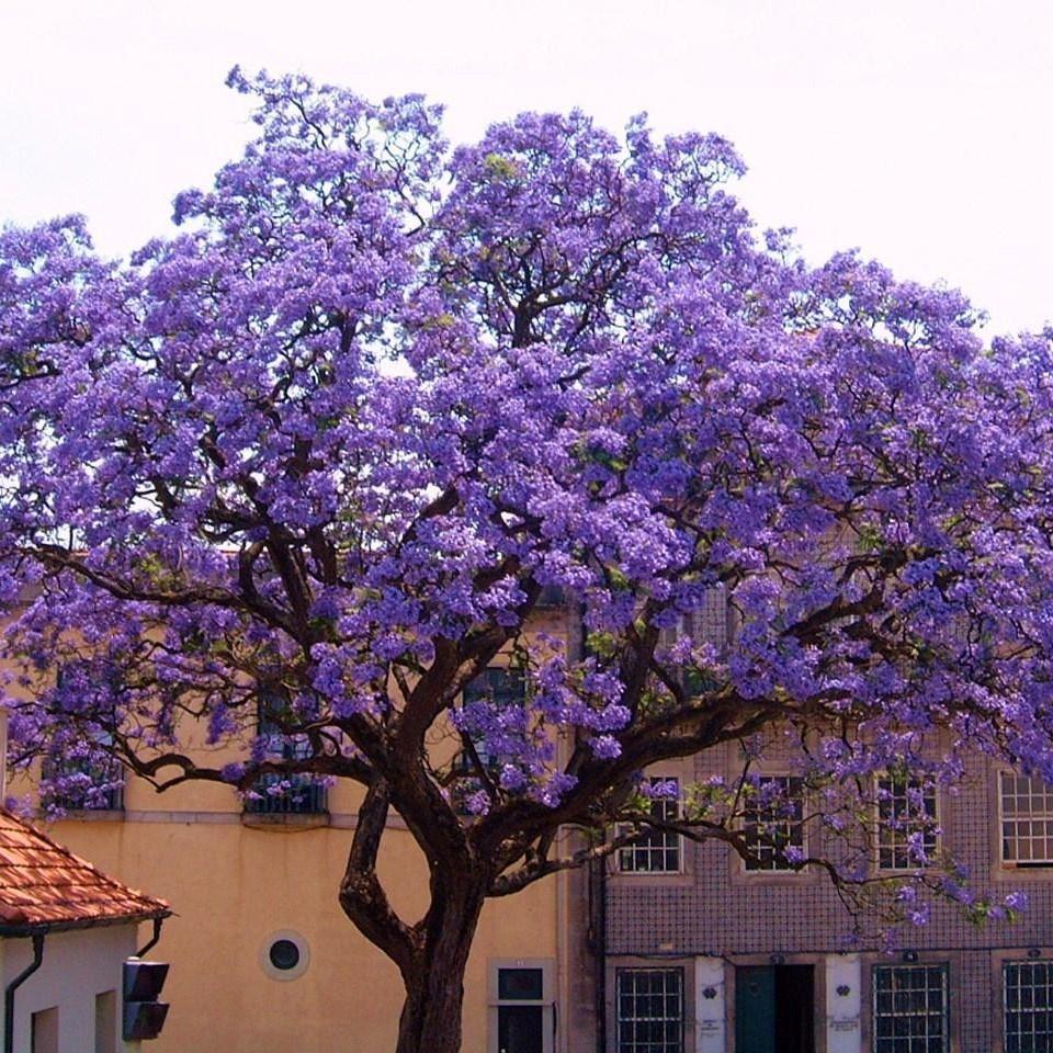 Tüplü Yoğun Kokulu Paulownia Tomentosa Fidanı (10-30 cm) 100 Adet