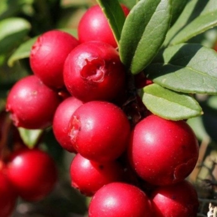 Tüplü (Turna Yemişi) Cranberry Fidanı 10-20 Cm (5 Adet)
