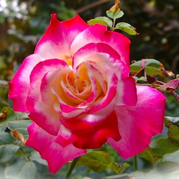 Tüplü Yediveren Pink White Kokulu Gül Fidanı