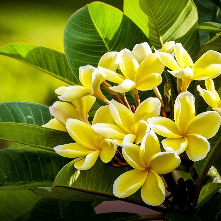 Tüplü Hoş Kokulu Sarı Renkli Plumeria Amerikan Fulu Fidanı (100-200 cm)