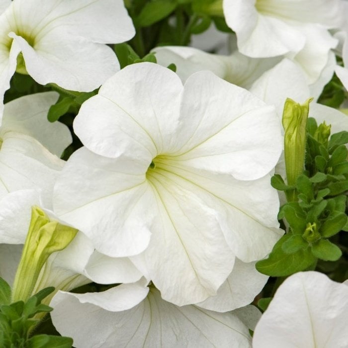 Pegasus Patio White Petunya Çiçeği 9'luk Saksıda