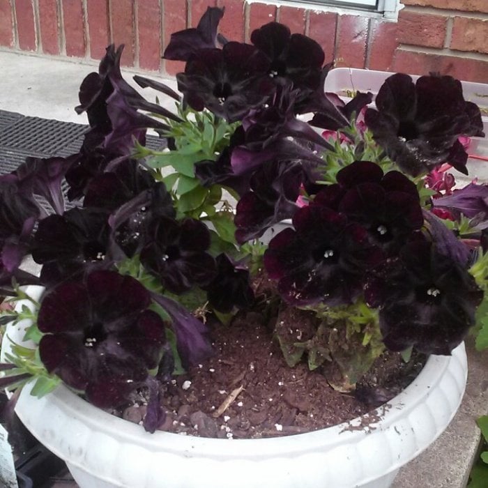 Sarkıcı Çeşit Pegasus Patio Black Petunya Çiçeği 9'luk Saksıda