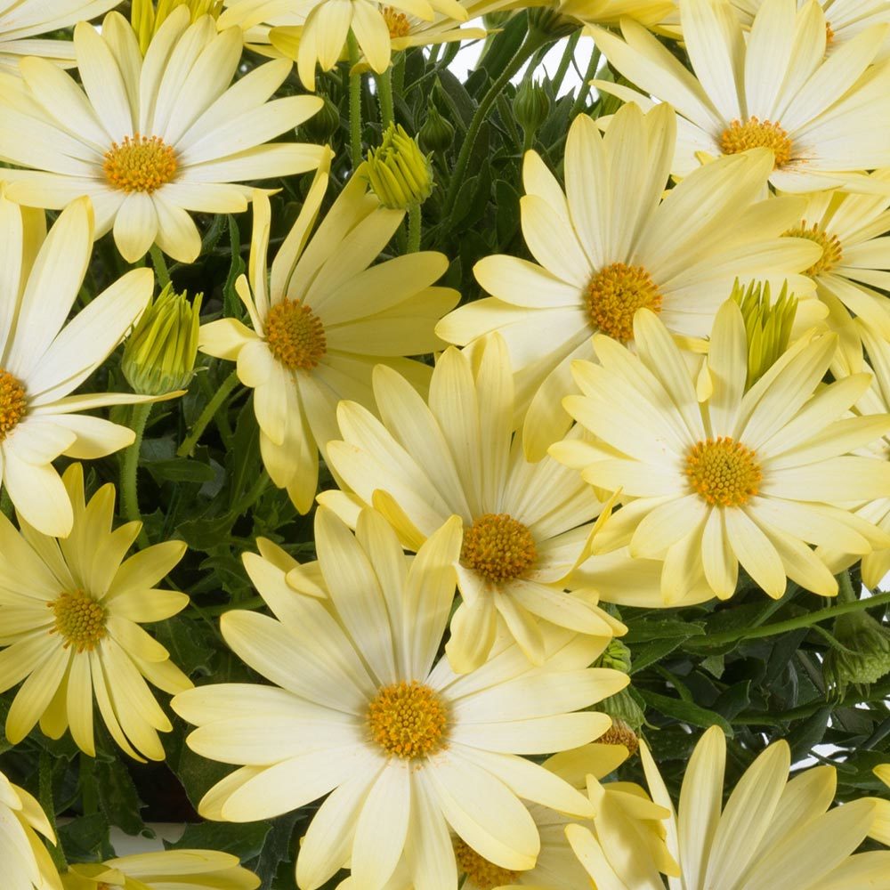 Erato Lemon Color Bodrum Papatyası Çiçeği Fidesi (3 adet)
