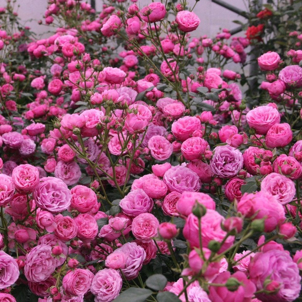 Tüplü Sweet Pembe Yediveren Kokulu Gül Fidanı