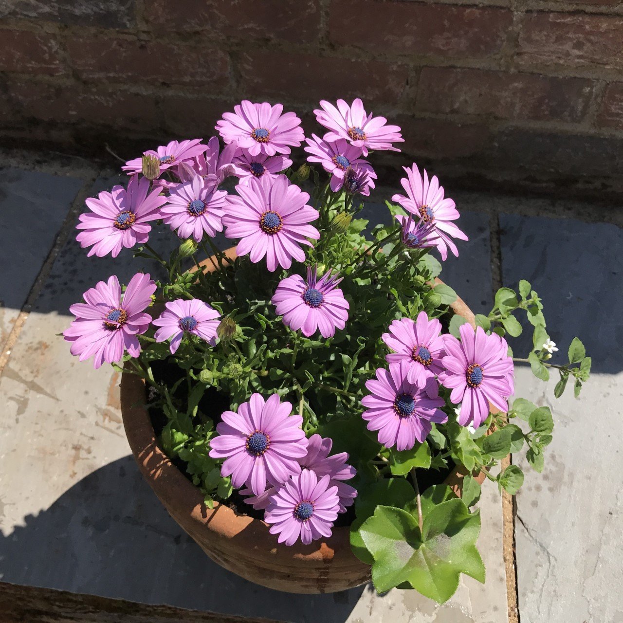 Erato Rose Colour Bodrum Papatyası Çiçeği Fidesi (3 adet)