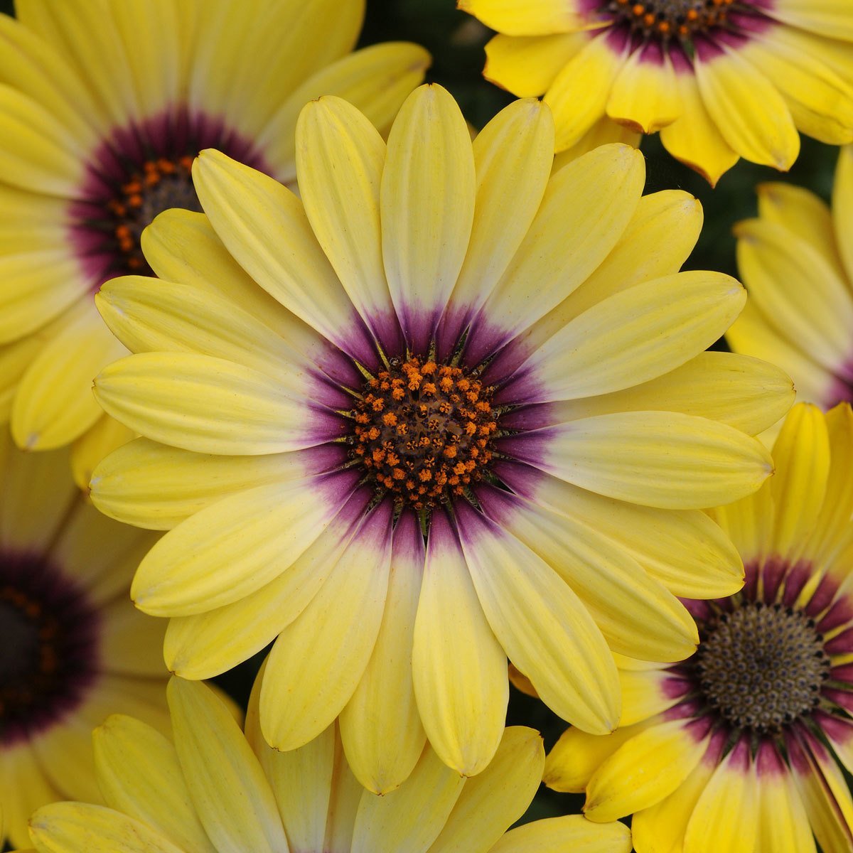 Erato Yellow Purple Eye Katmerli Bodrum Papatyası Çiçeği Fidesi (3 adet)