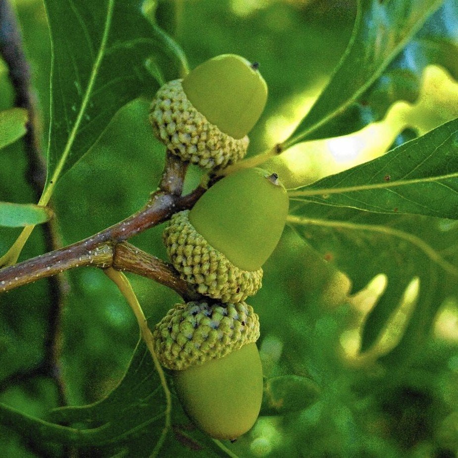 Tüplü (Quercus) Meşe Ağacı Fidanı (30-50 Cm)