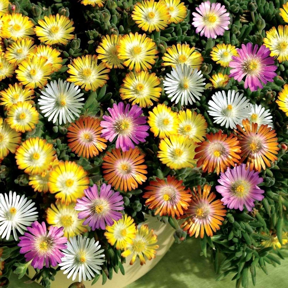 Sarkıcı Karışık Buz Çiçeği Fidesi Mix Color (50 Adet)