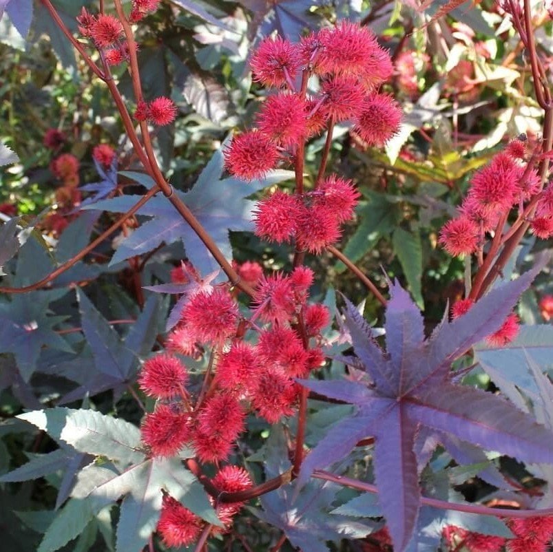 Red Ricinus Communis Kırmızı Kene Çiçeği (HintYağı Çiçeği) Fidanı