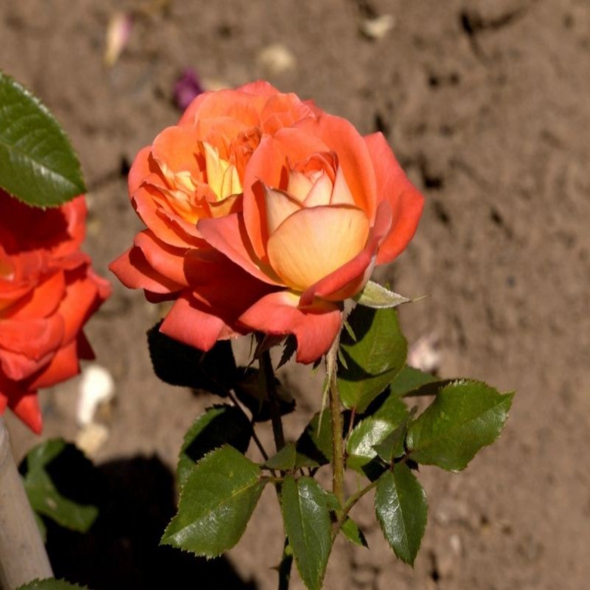 Tüplü Turuncu Dolce Vita Yediveren Gül Fidanı