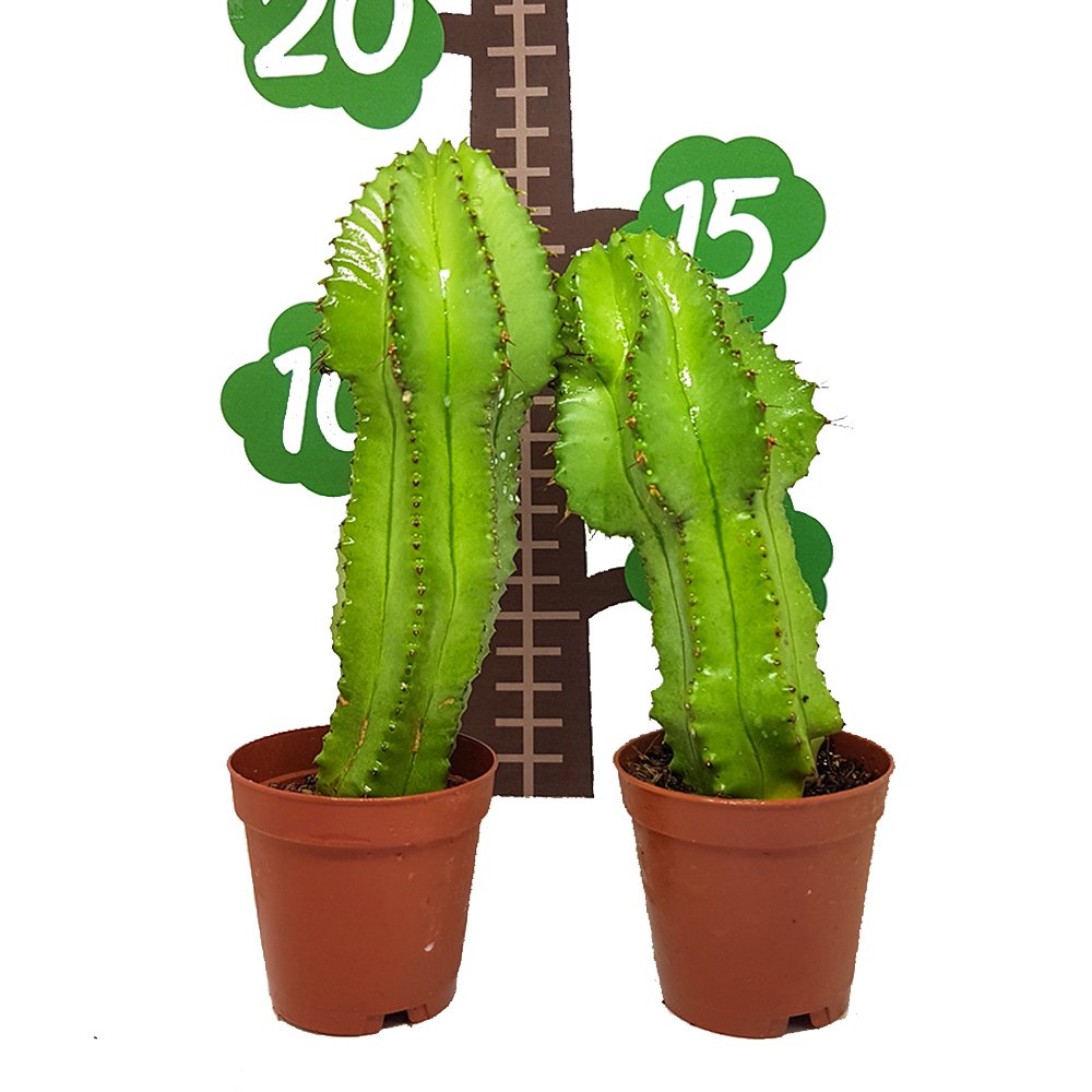 Euphorbia Anoplia Tanzanian Zipper Dikensiz Kaktüs Özel Üretim (5.5 Luk Saksıda)