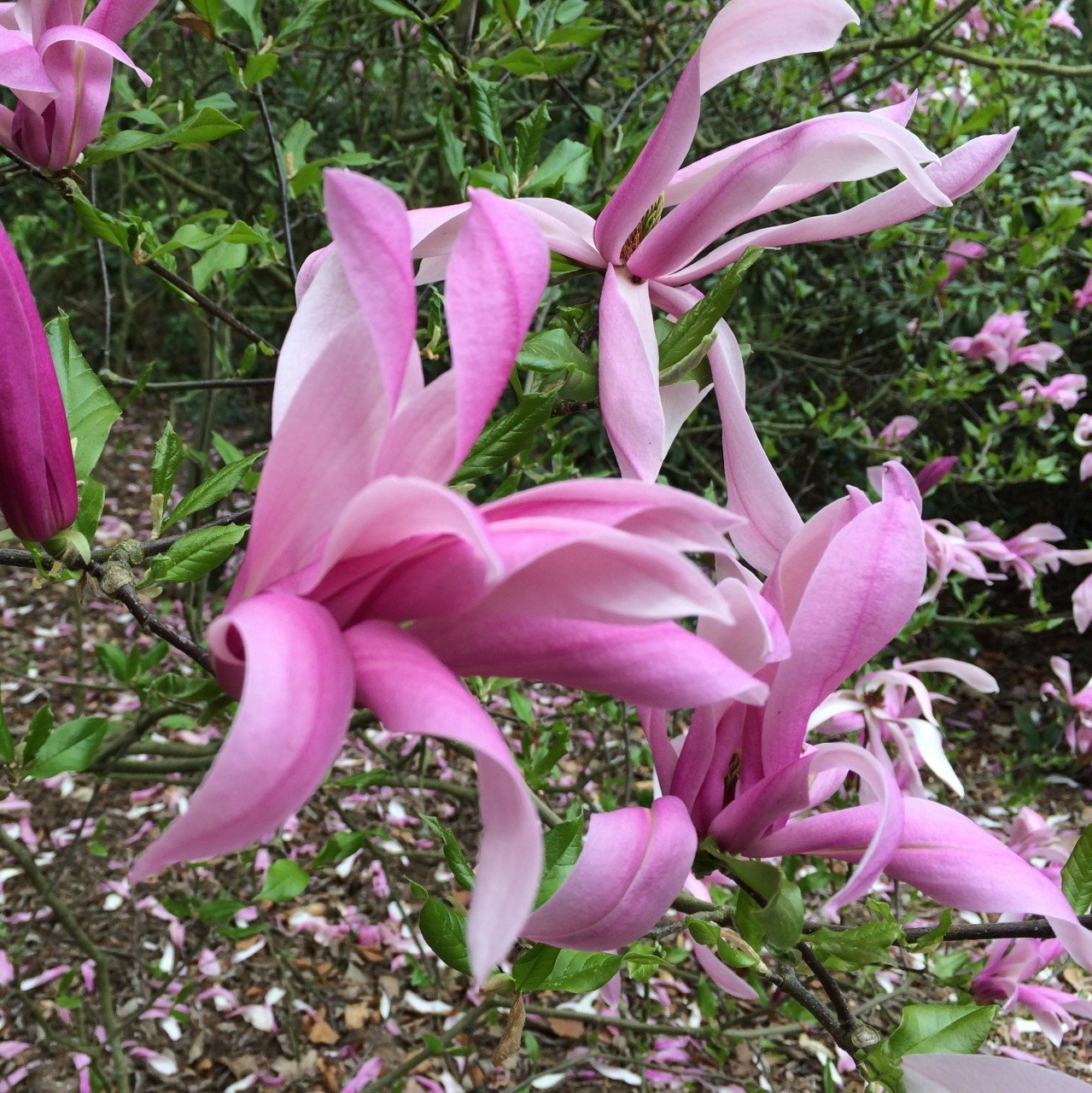 Tüplü Nadir Bulunan Mor Çiçekli Manolya (Magnolia) Fidanı