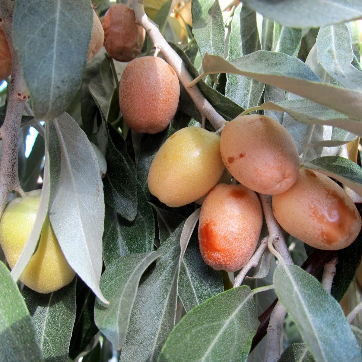 Tüplü Anadolu İğde Elaeagnus angustifolia (Rus Zeytini) Fidanı