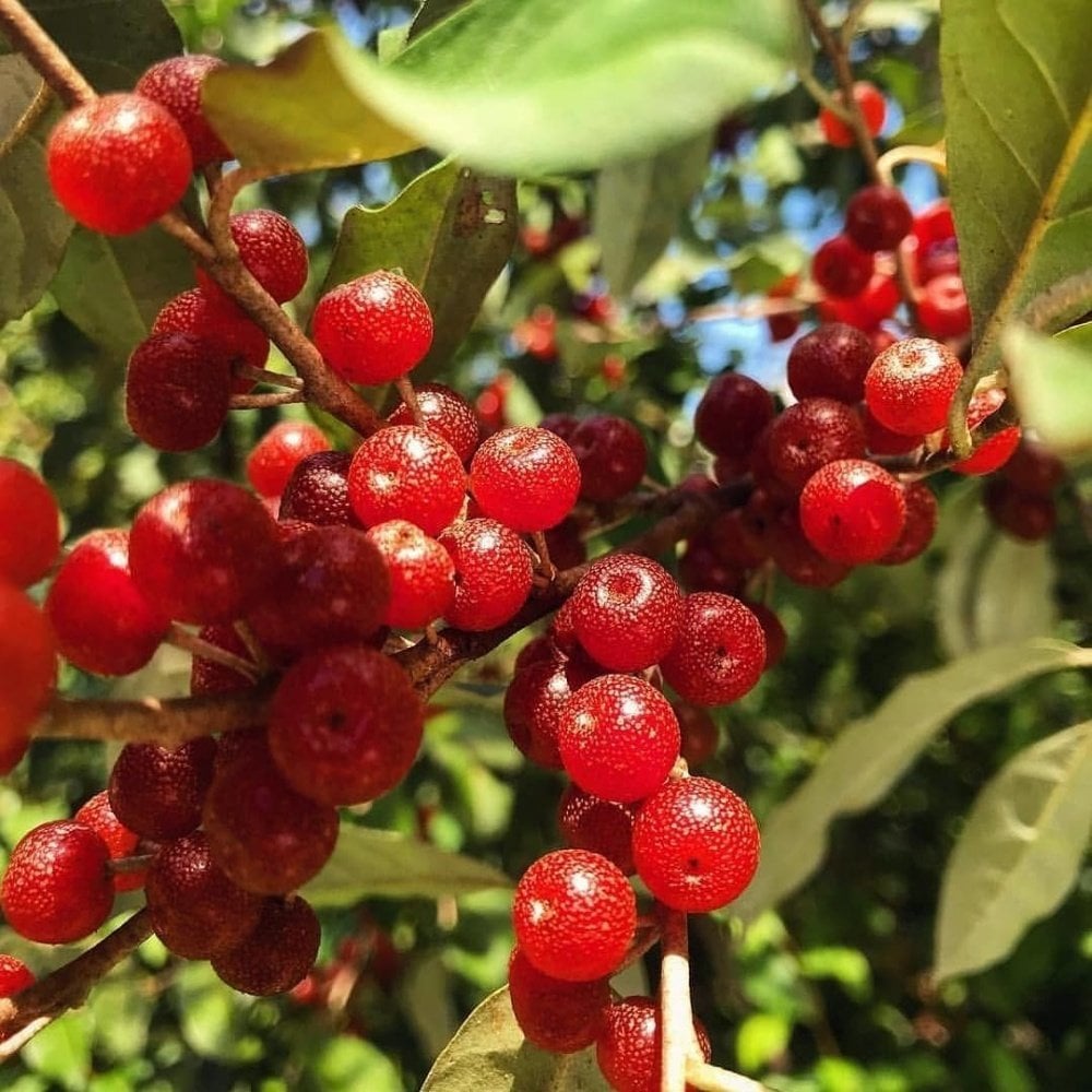Tüplü Elaeagnus Umbellata Şifali Güz Zeytini Fidanı