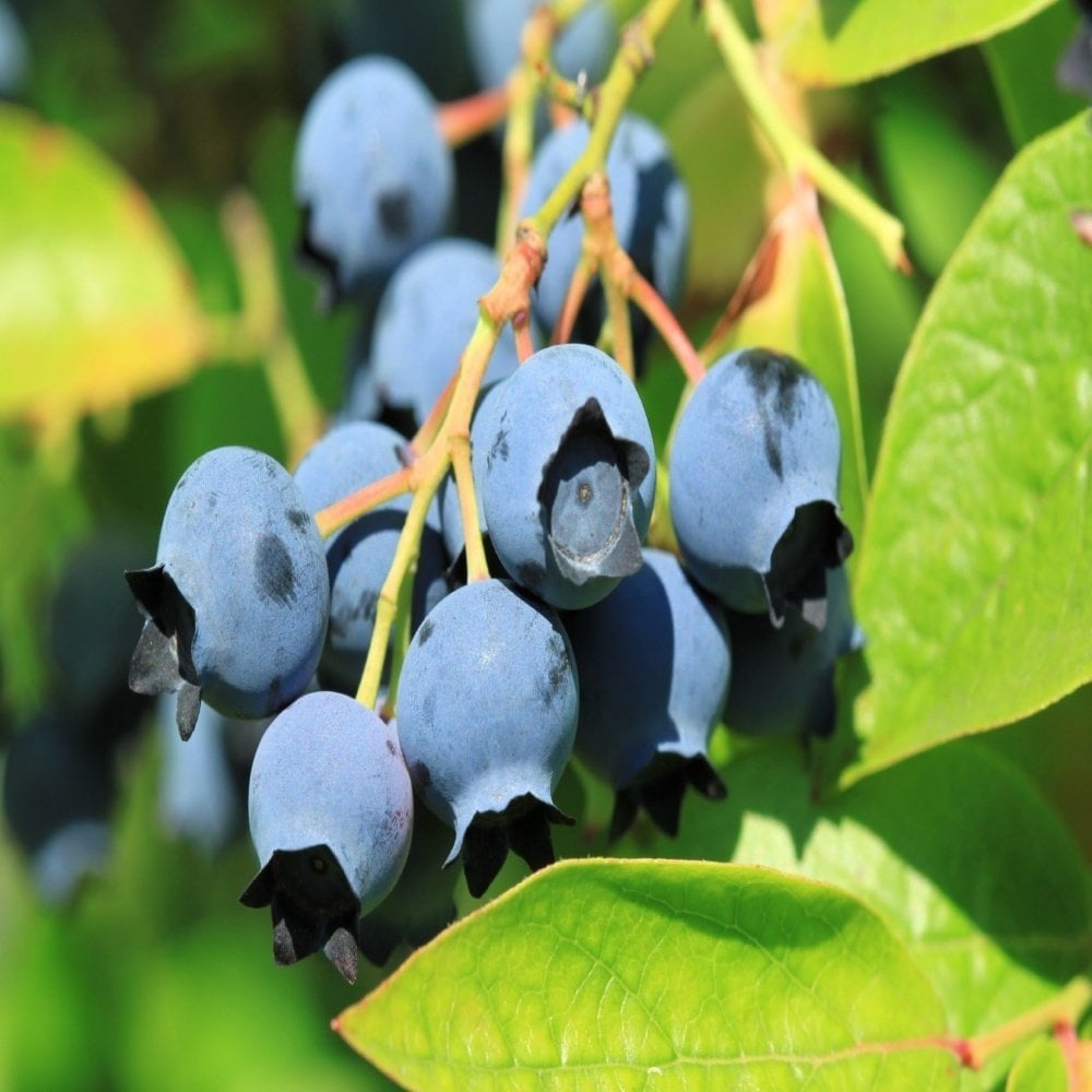 Tüplü Bluecropt Yaban Mersini Fidesi 5-15 Cm (10 Adet)