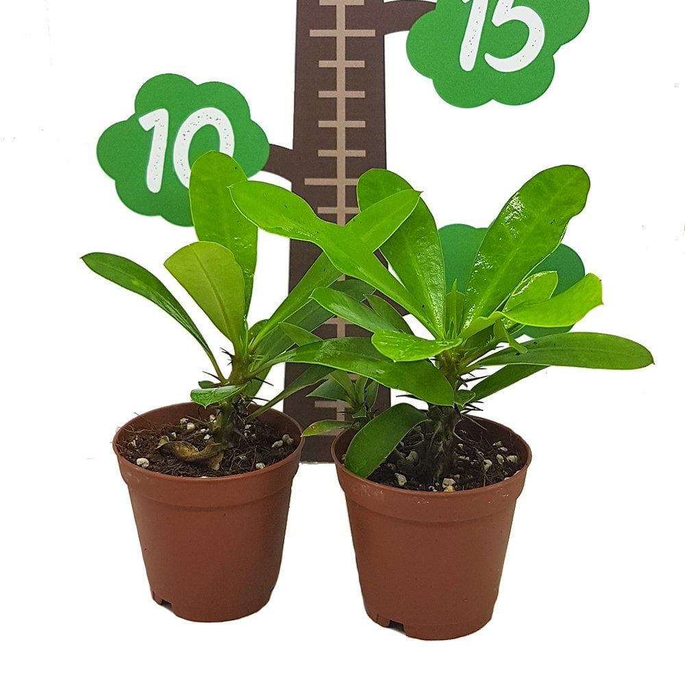Mini Euphorbia Milii Kaktüs Dikenler Tacı Özel Üretim (5. Luk Saksıda)
