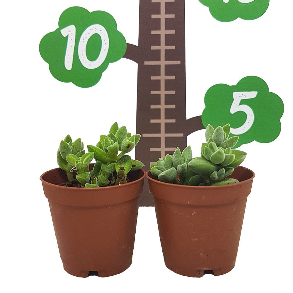 Euphorbia Pseudoglobosa Yavrulu Büyüyen Kaktüs Özel Üretim (5.5 Luk Saksıda)