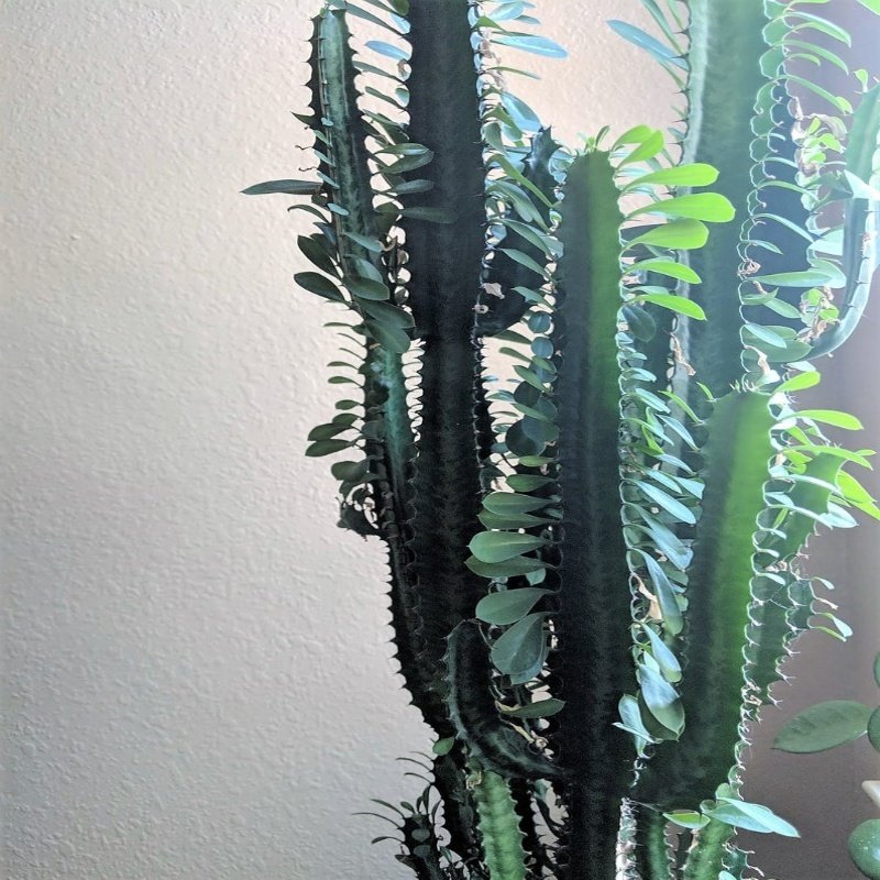 Euphorbia Trigona Green Yeşil Süt Kaktüs Özel Üretim (5.5 luk Saksıda)