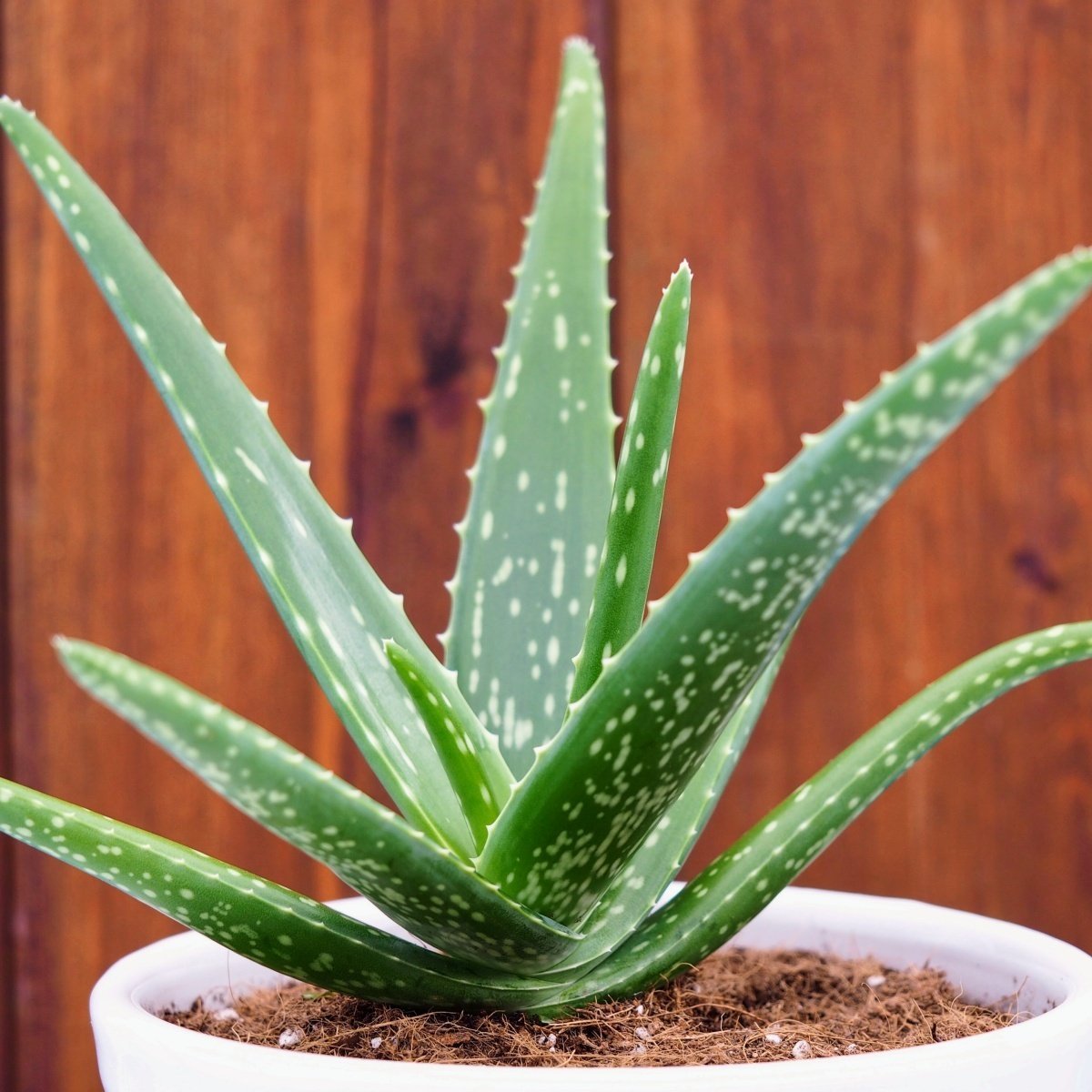 Tüplü Aromatik Aloe Vera (Sarı Sabır) Fidanı