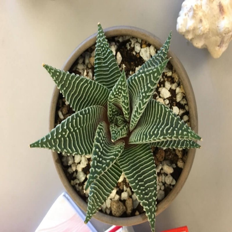 Haworthia Retusa Sukulent Özel Üretim (5.5 Luk Saksıda)