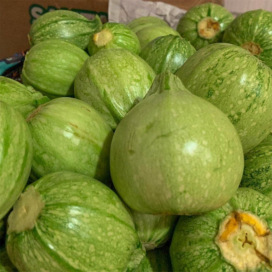Beyaz Dolmalık Kabak Fidesi (5 adet)