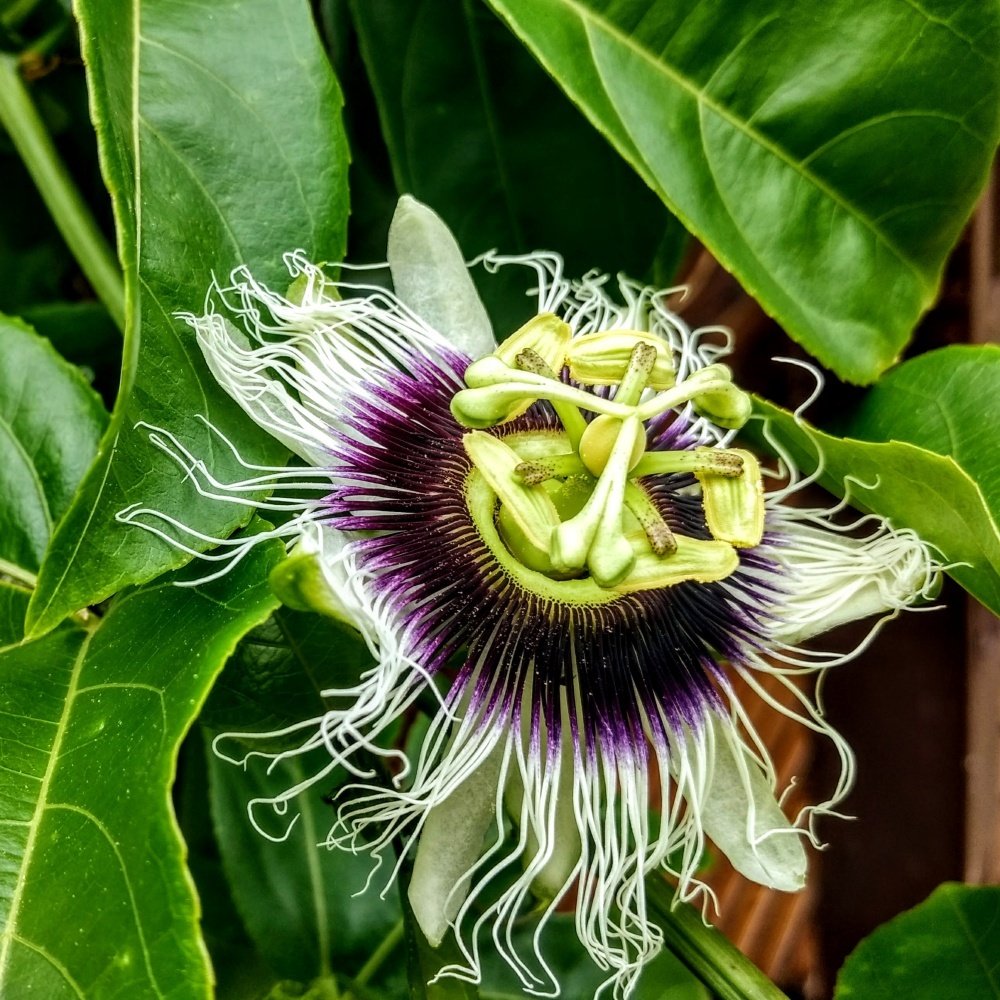 Tüplü Çarkıfelek Pasiflora Edulis Maruçya Fidanı