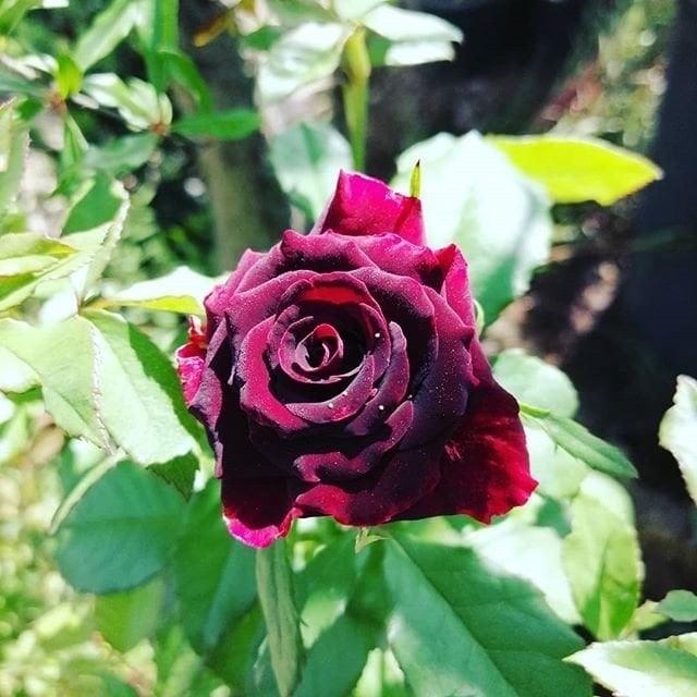 Tüplü Kokulu Kırmızı Karanfil Yediveren Sarmaşık Gül Fidanı (150-200 cm)