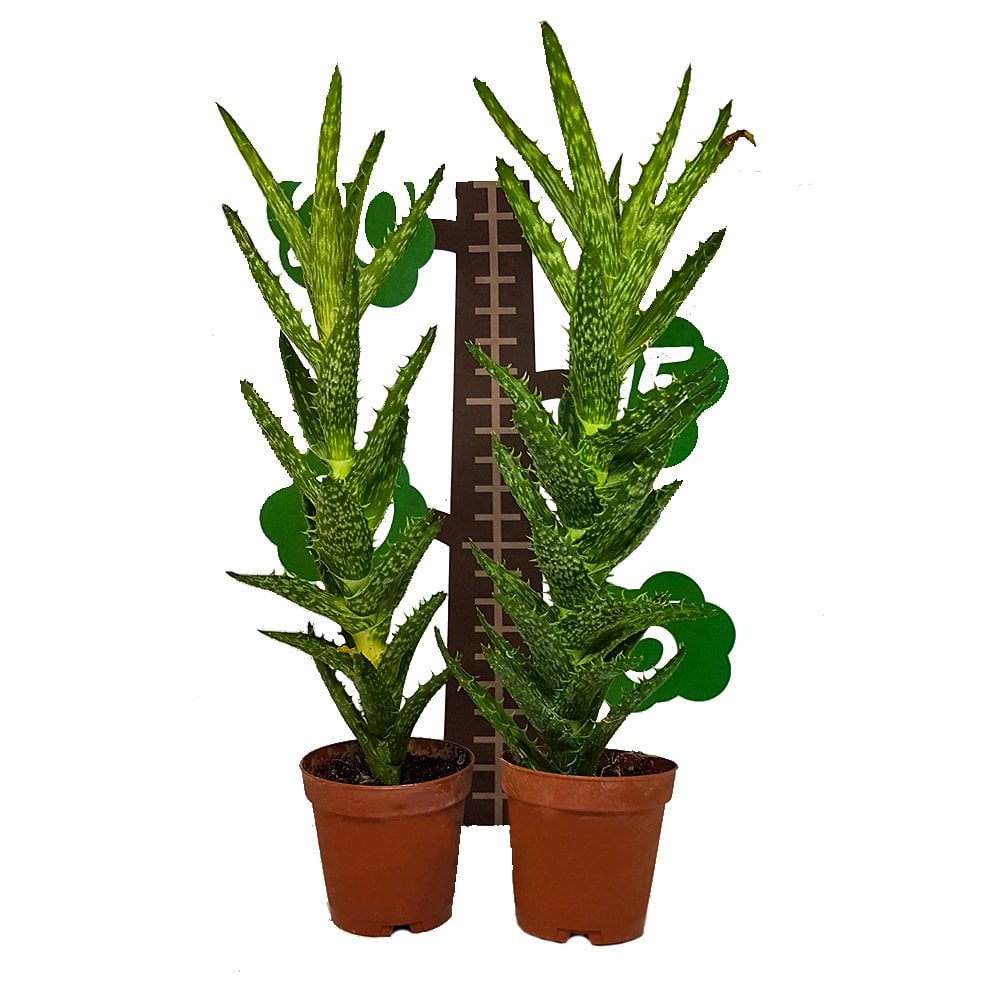 Aloe Zanzibarica Sukulent Özel Üretim (5.5 Luk Saksıda)